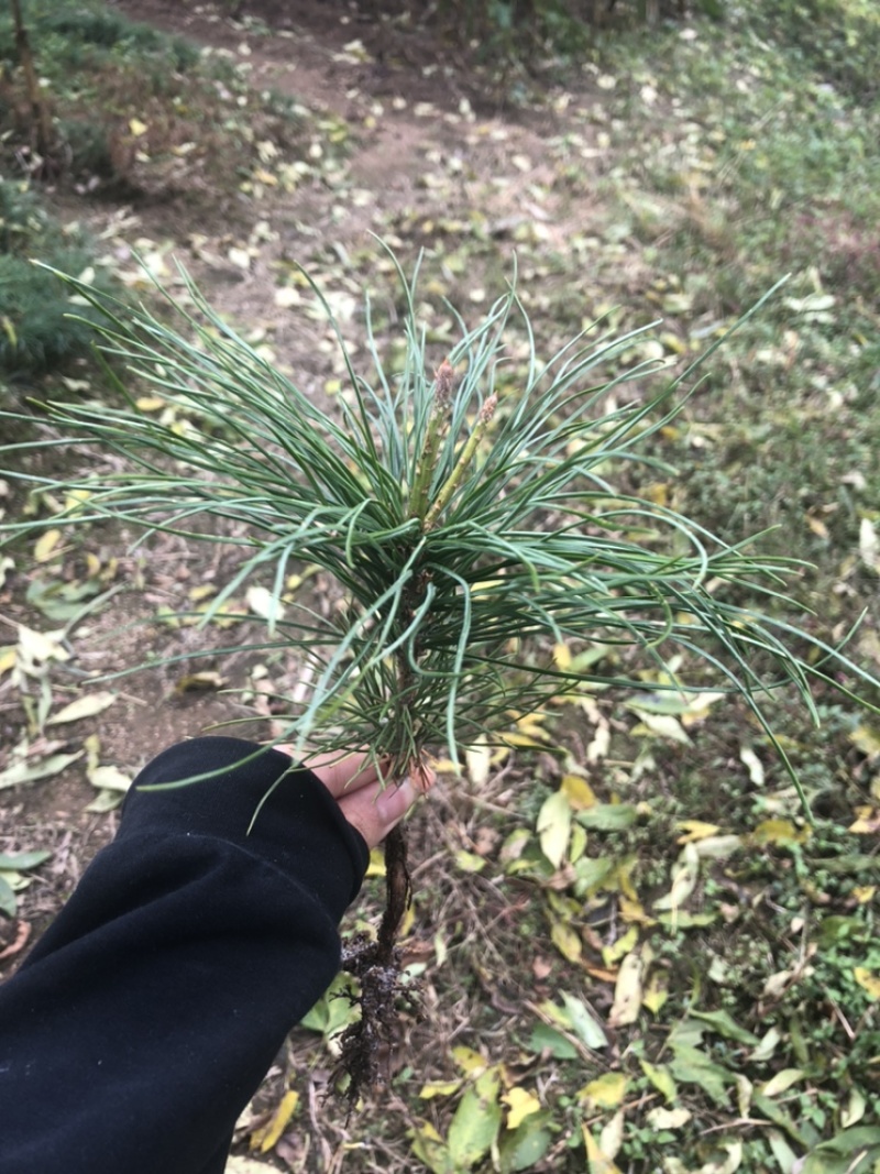 红松苗，又叫果松，二年苗四年苗，大颗粒，上山苗。
