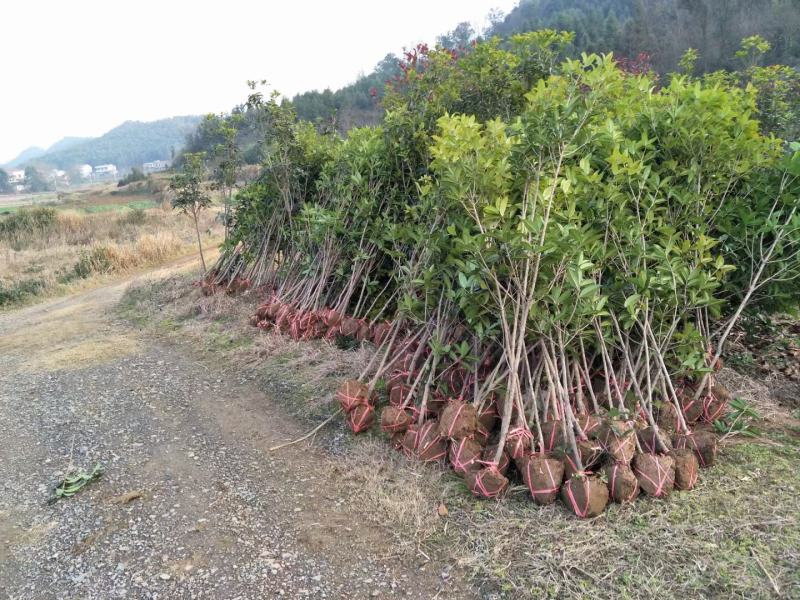 【急售低价】直销2-4公分桂花树金桂庭院道路绿化苗木