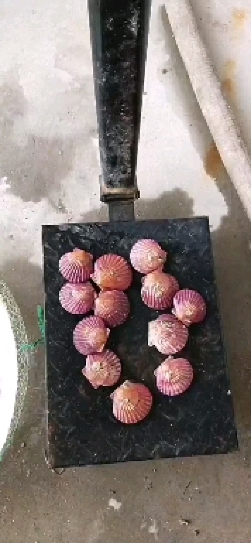 莱州市扇贝