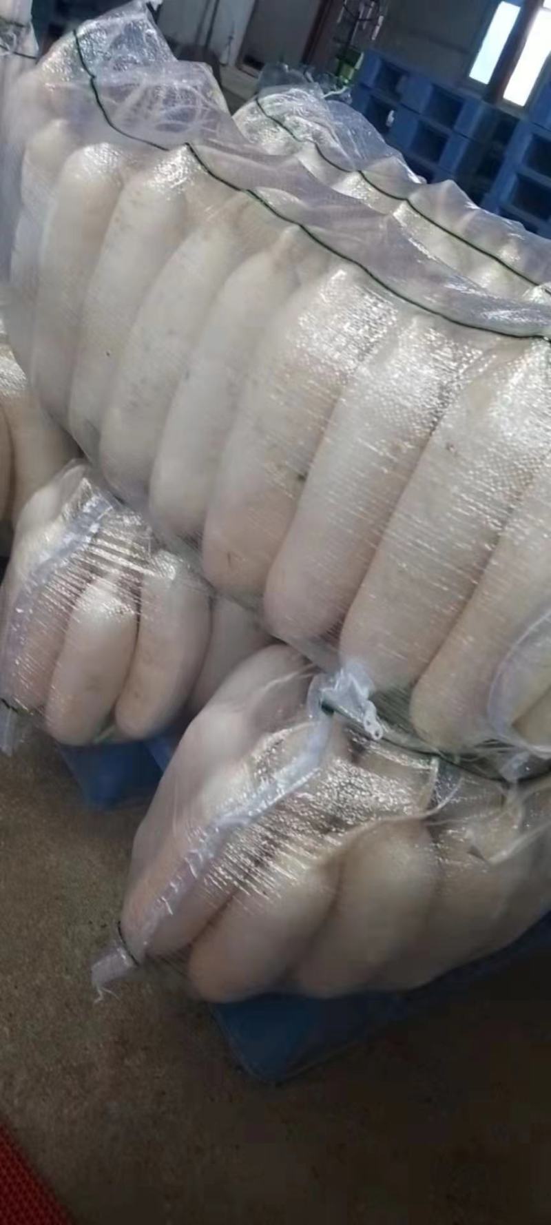 【精品白萝卜】湖北白萝卜新鲜上市，口感好，条形好
