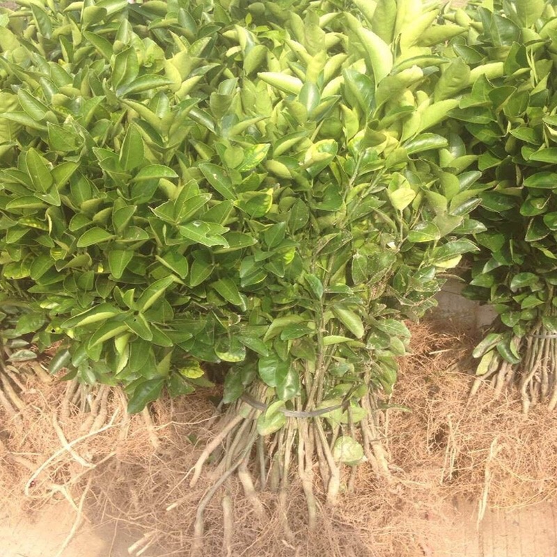 耙耙柑苗（四川基地直发，保证品种，诚信经营）
