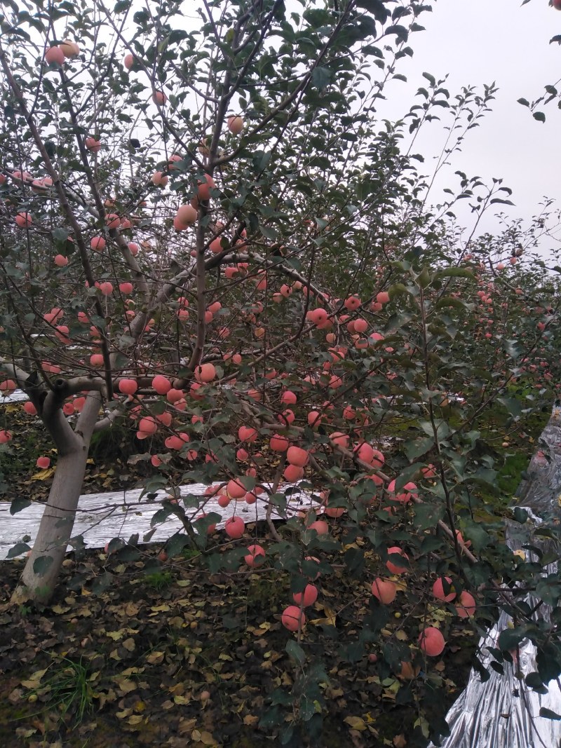 陕西咸阳永寿红富士苹果已上市