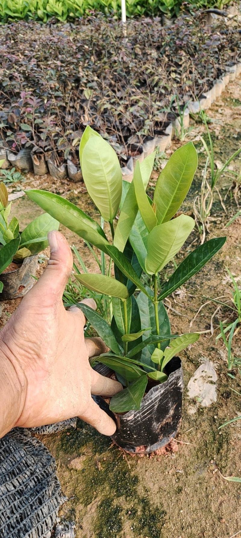 (推荐)大叶龙船花，小叶龙船花，本地龙船花，各种品种齐全