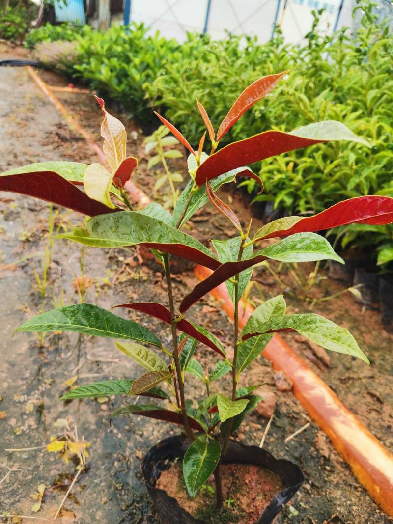 四季桂红贝桂绿化工程杯苗苗圃直发，量大从优