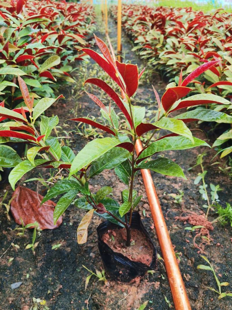 四季桂红贝桂绿化工程杯苗苗圃直发，量大从优