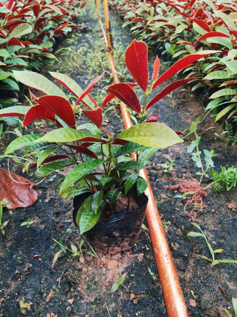四季桂红贝桂绿化工程杯苗苗圃直发，量大从优