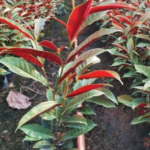 四季桂红贝桂绿化工程杯苗苗圃直发，量大从优