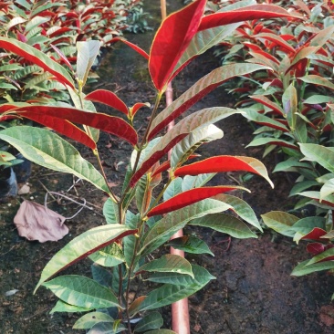 四季桂红贝桂绿化工程杯苗苗圃直发，量大从优