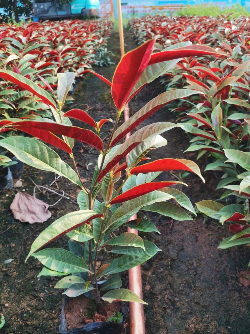 四季桂红贝桂绿化工程杯苗苗圃直发，量大从优