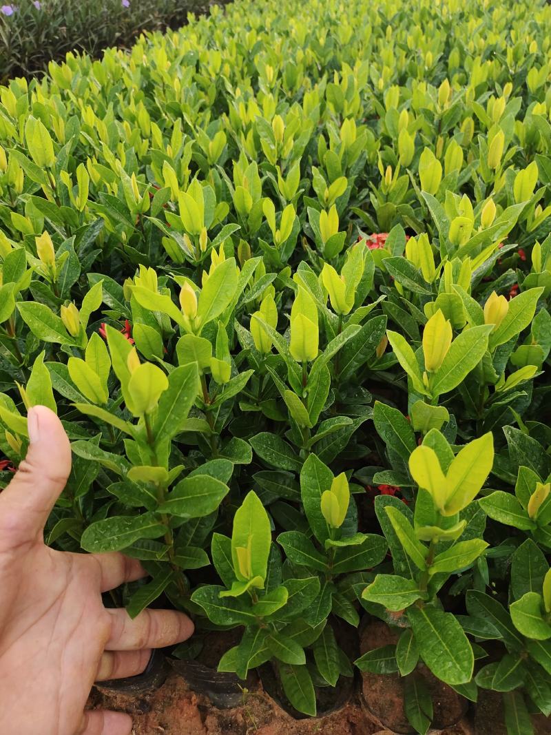 (推荐)大叶龙船花，小叶龙船花，本地龙船花，各种品种齐全