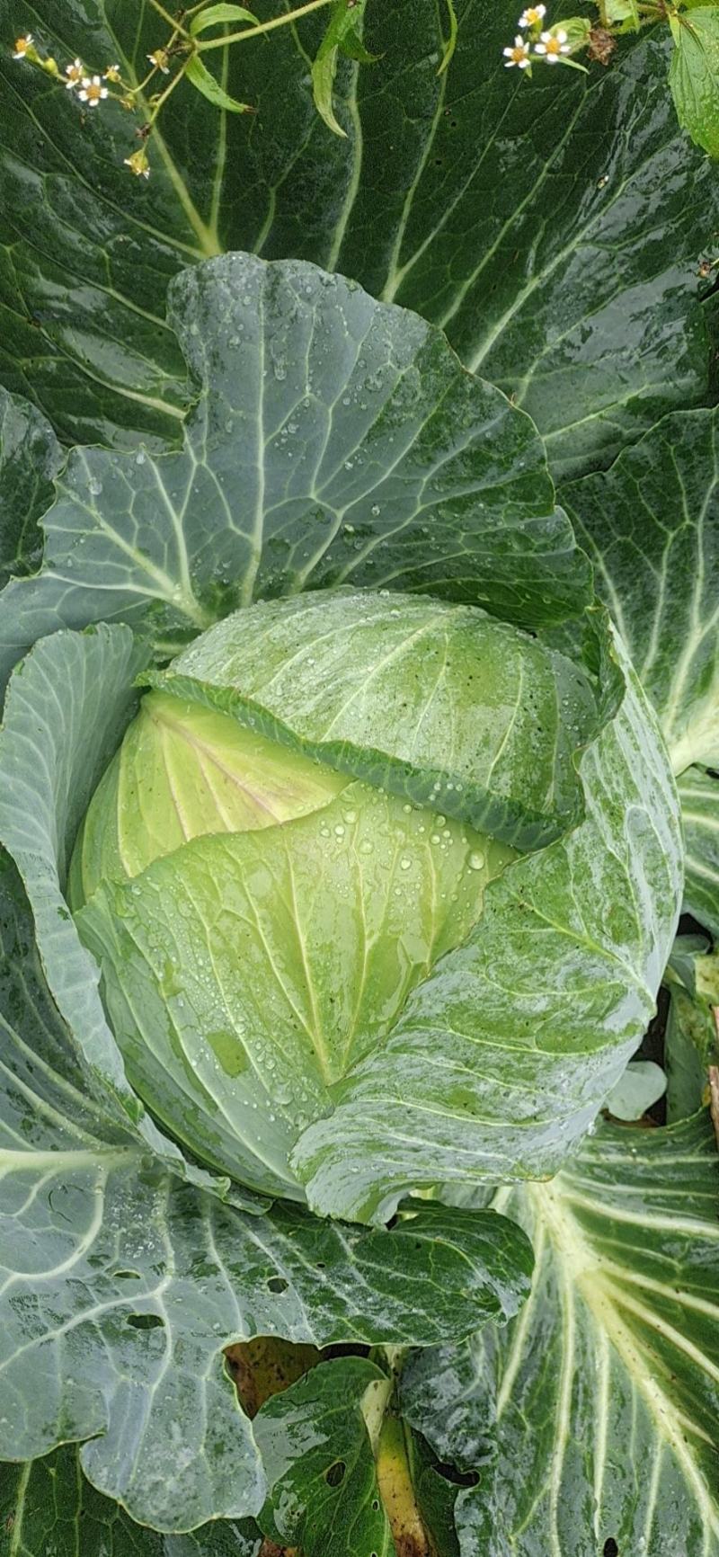 威宁高冷蔬菜