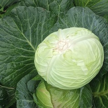 威宁高冷蔬菜