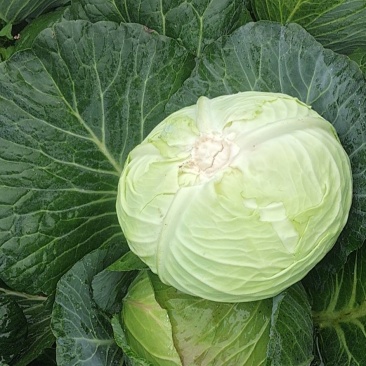 威宁高冷蔬菜