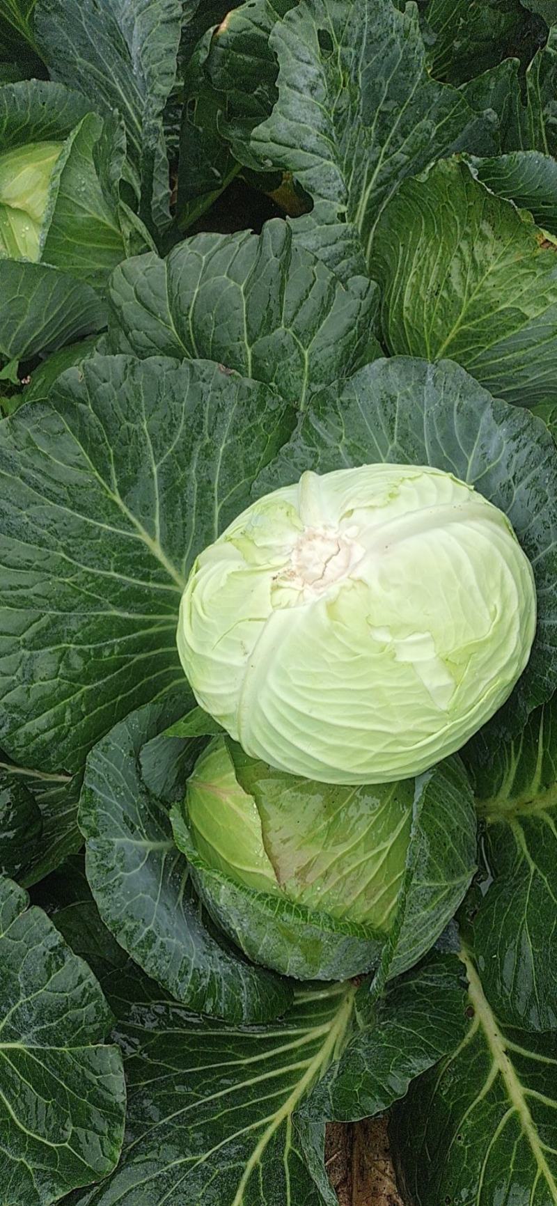 威宁高冷蔬菜
