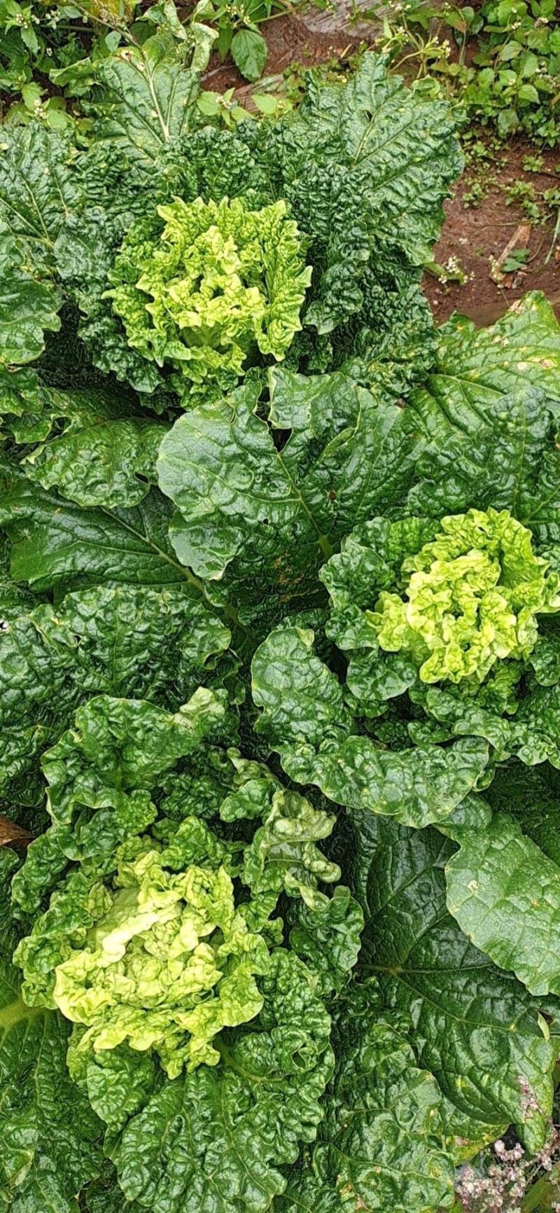威宁高冷蔬菜