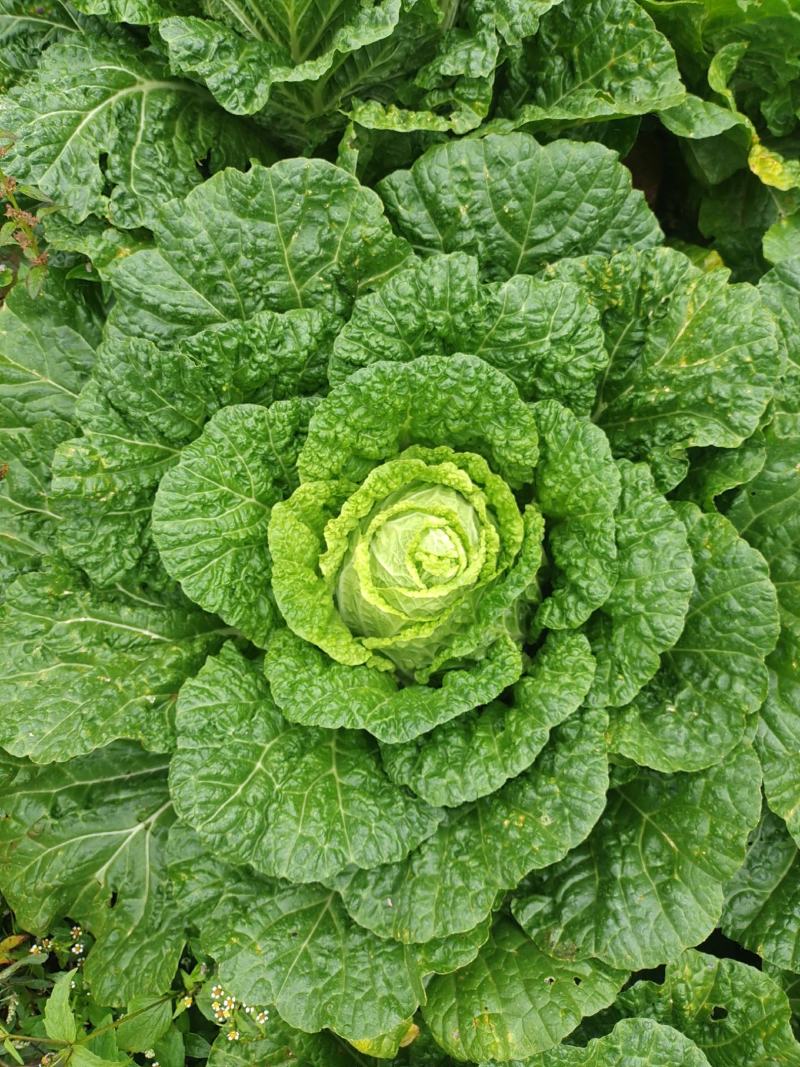 威宁高冷蔬菜