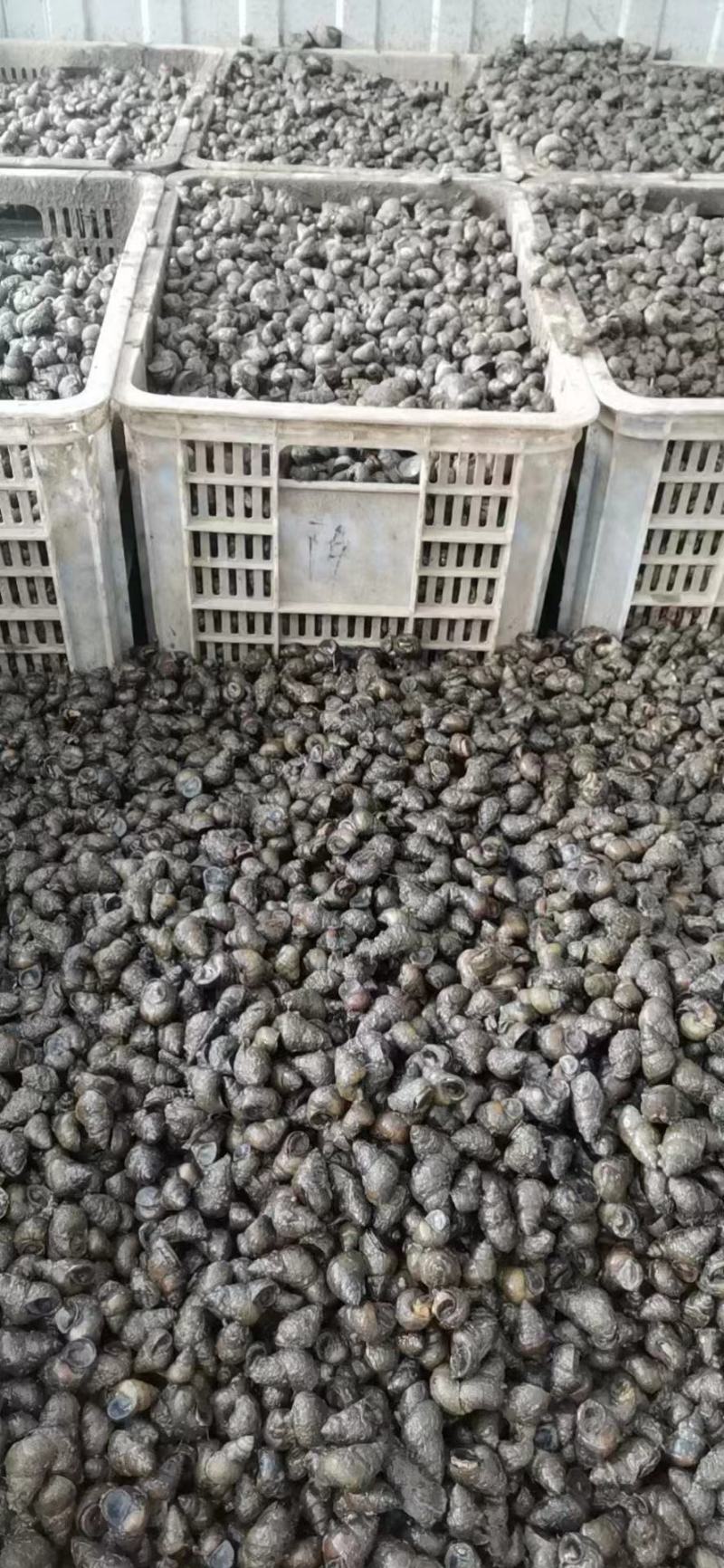 湖北螺，精品鲜活，货源稳定，基地直发，包邮