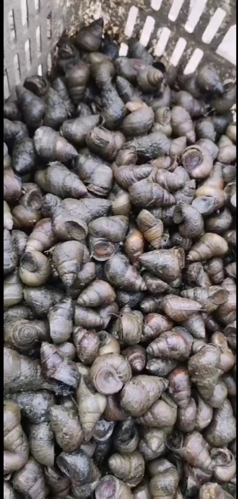 湖北螺，精品鲜活，货源稳定，基地直发，包邮