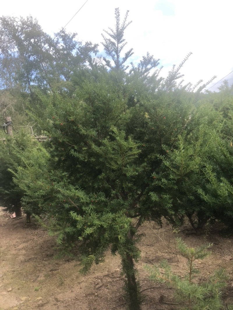 红豆杉，东北红豆杉各种规格都有，小苗十公分到三米