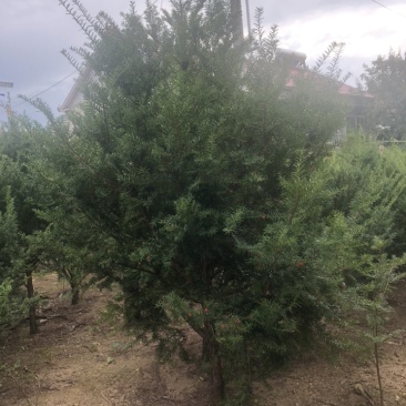 红豆杉，东北红豆杉各种规格都有，小苗十公分到三米