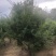 红豆杉，东北红豆杉各种规格都有，小苗十公分到三米