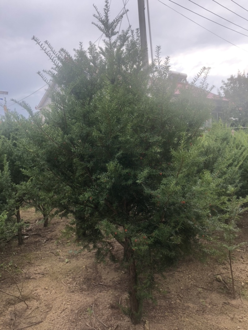 红豆杉，东北红豆杉各种规格都有，小苗十公分到三米