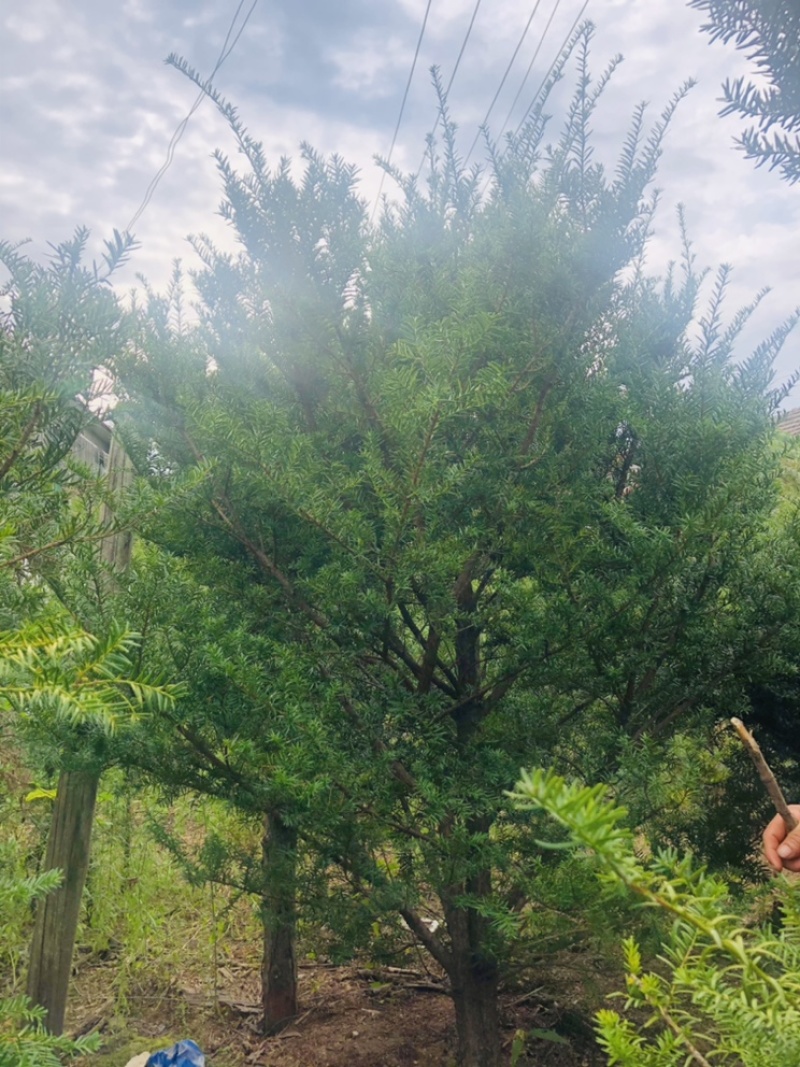 红豆杉，东北红豆杉各种规格都有，小苗十公分到三米