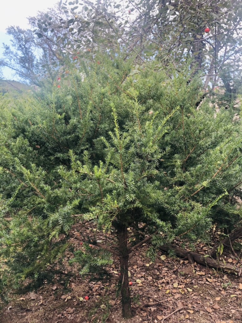 红豆杉，东北红豆杉各种规格都有，小苗十公分到三米