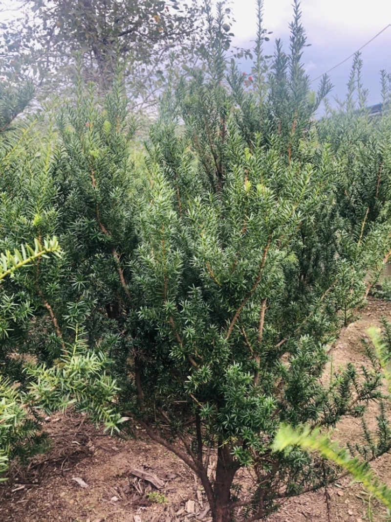 红豆杉，东北红豆杉各种规格都有，小苗十公分到三米
