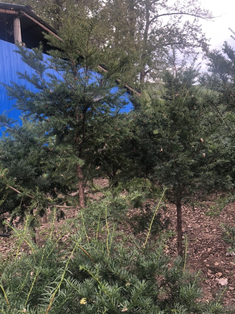 红豆杉，东北红豆杉各种规格都有，小苗十公分到三米