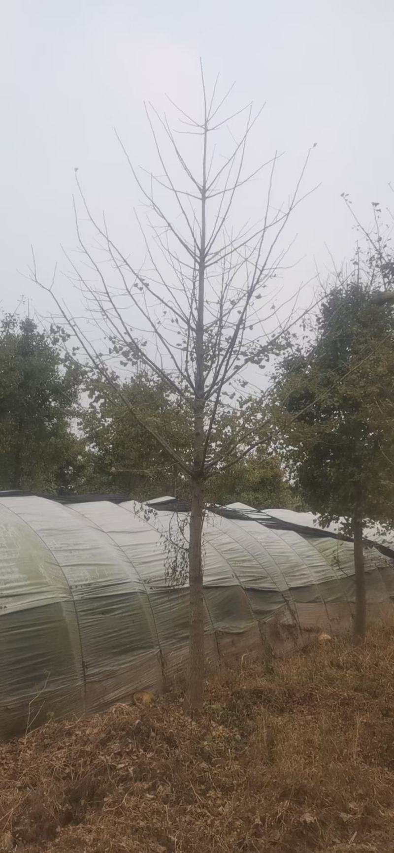 大量10-40公分银杏树苗圃急售