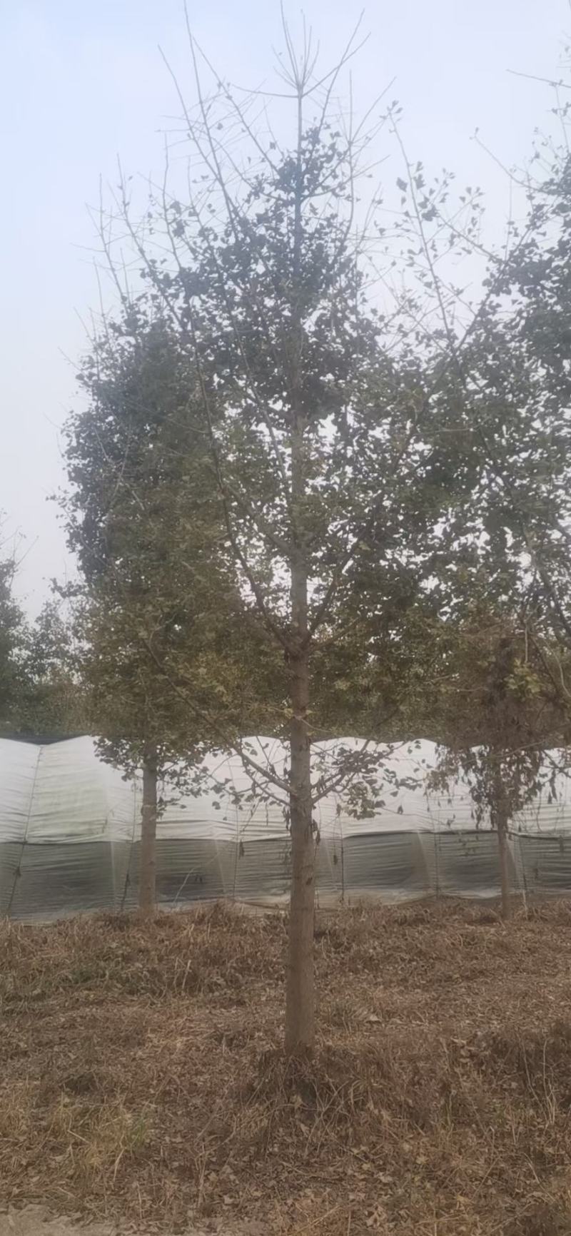 大量10-40公分银杏树苗圃急售