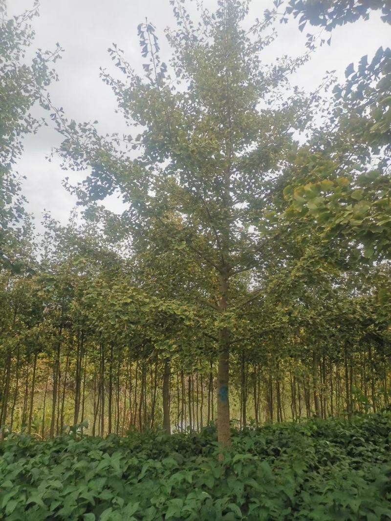 大量10-40公分银杏树苗圃急售