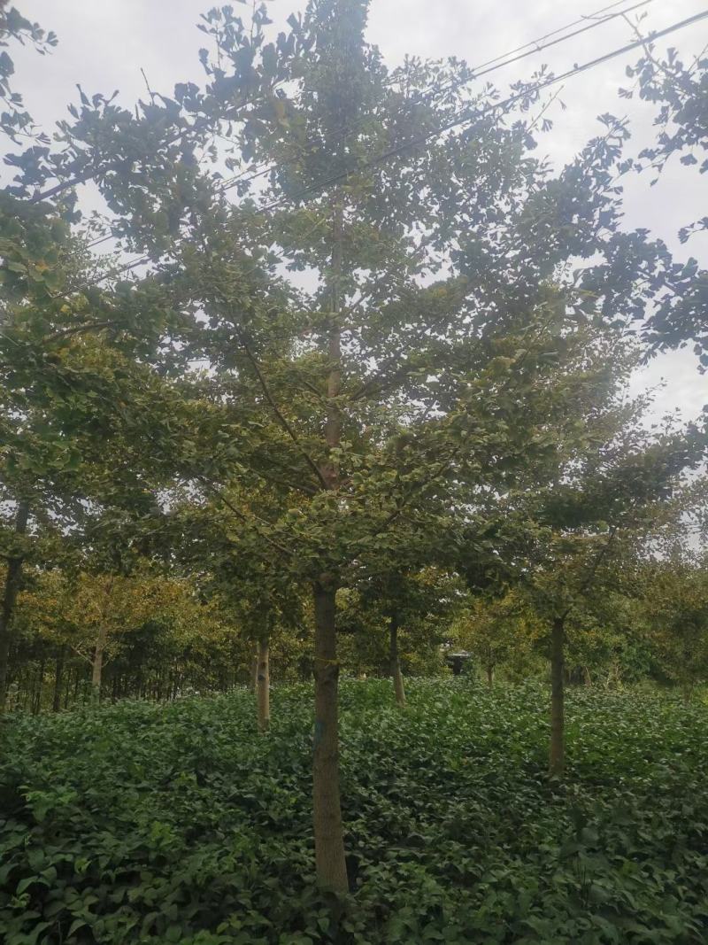大量10-40公分银杏树苗圃急售