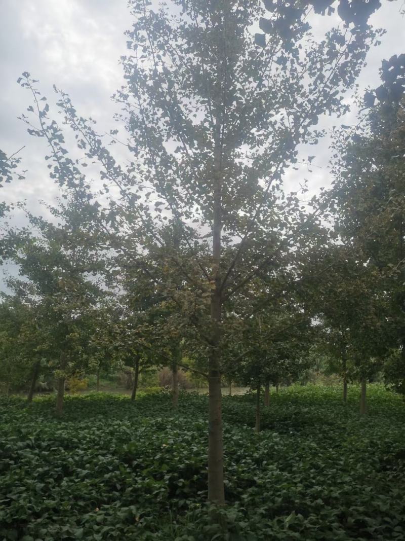 大量10-40公分银杏树苗圃急售