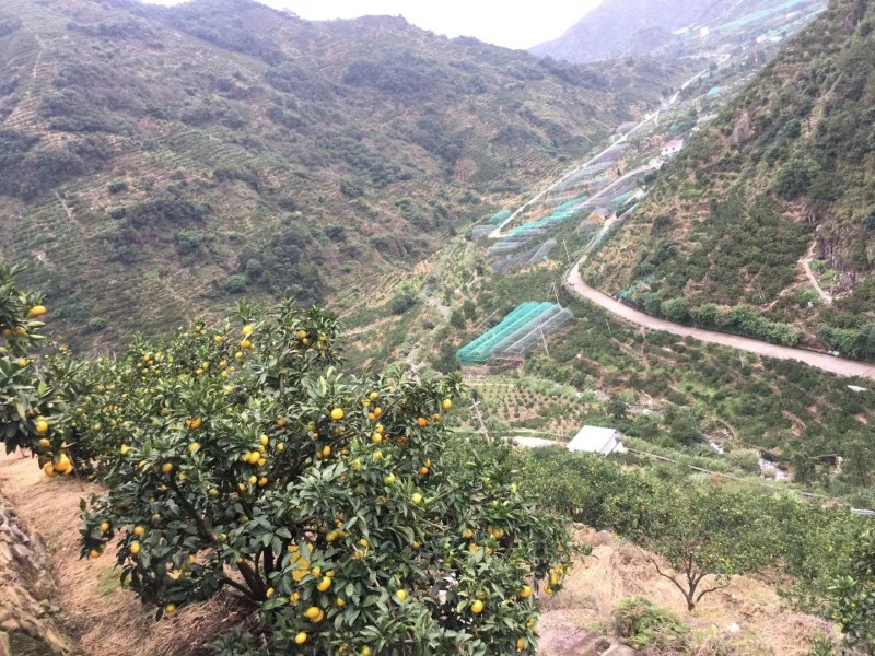 涌泉蜜橘台州临海甜度高皮薄颜色好看