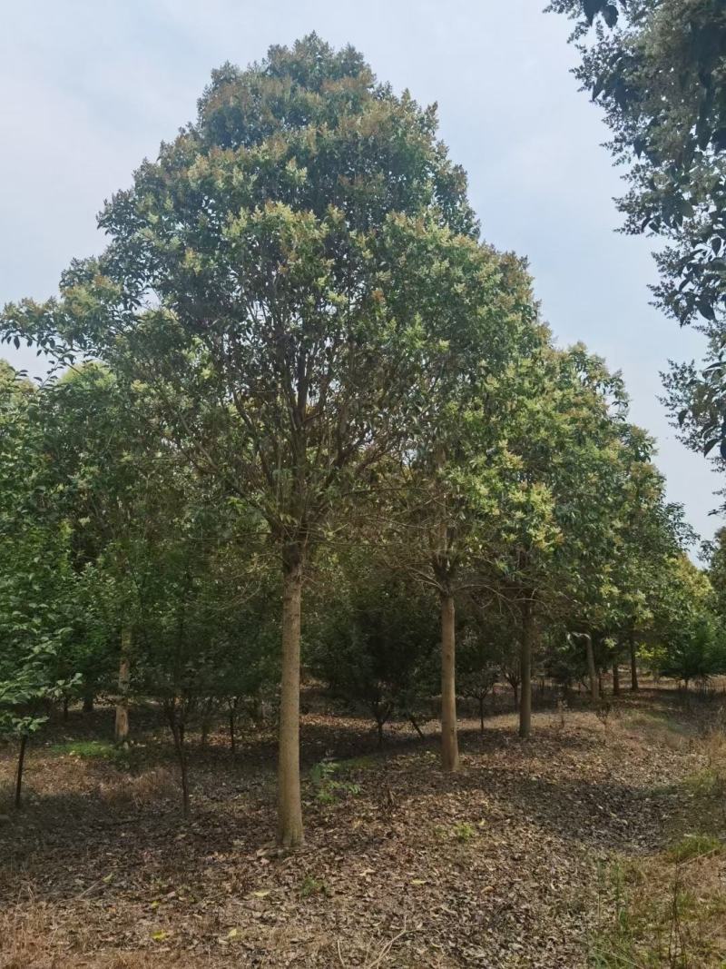 大叶女贞各类规格苗圃急售，树形统一，量大从优