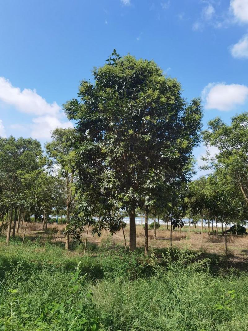 大叶女贞各类规格苗圃急售，树形统一，量大从优