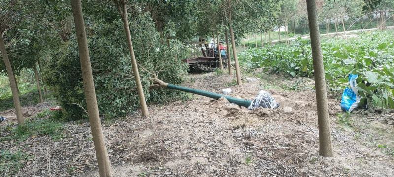 大叶女贞各类规格苗圃急售，树形统一，量大从优