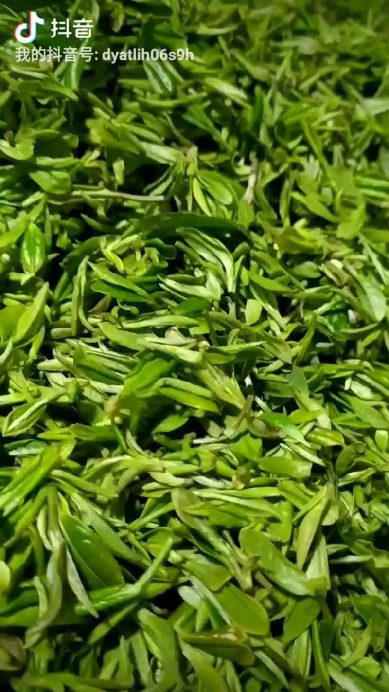 将军县各种绿茶