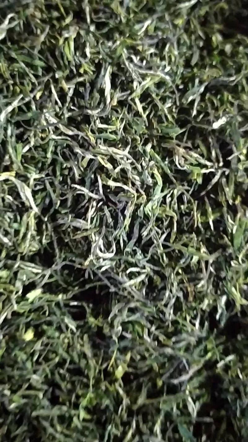 将军县各种绿茶