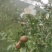 白花油茶鲜果