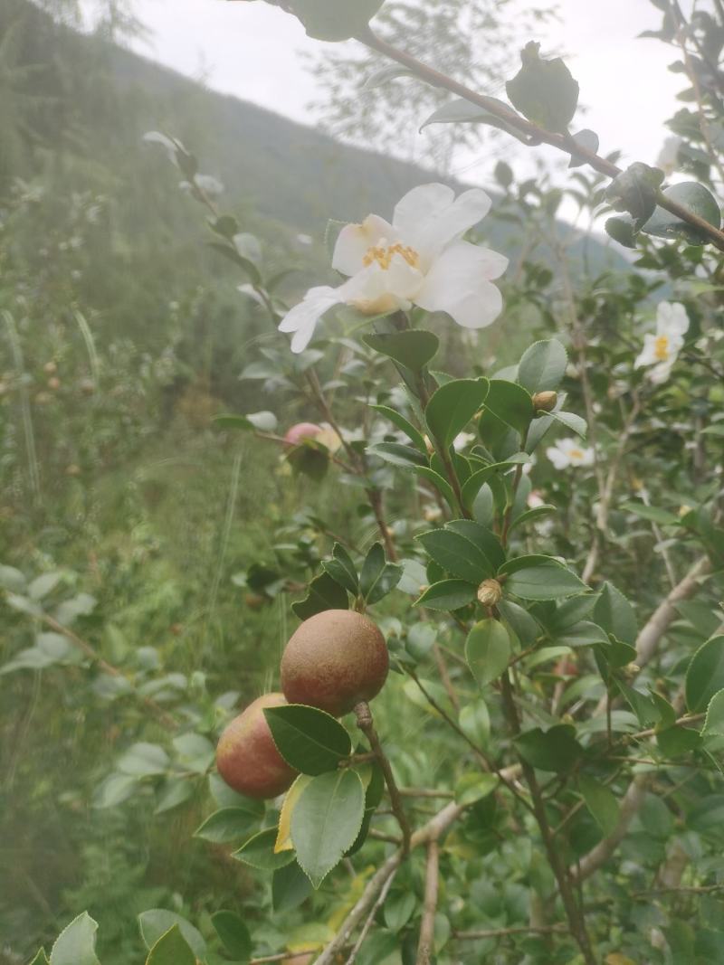 白花油茶鲜果