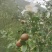 白花油茶鲜果