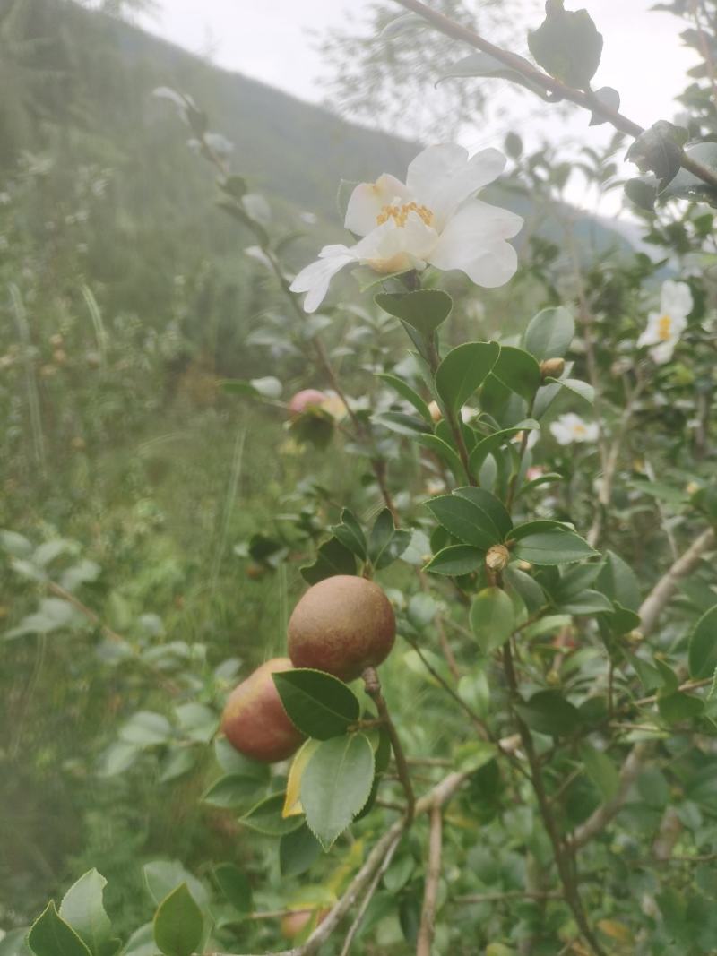 白花油茶鲜果