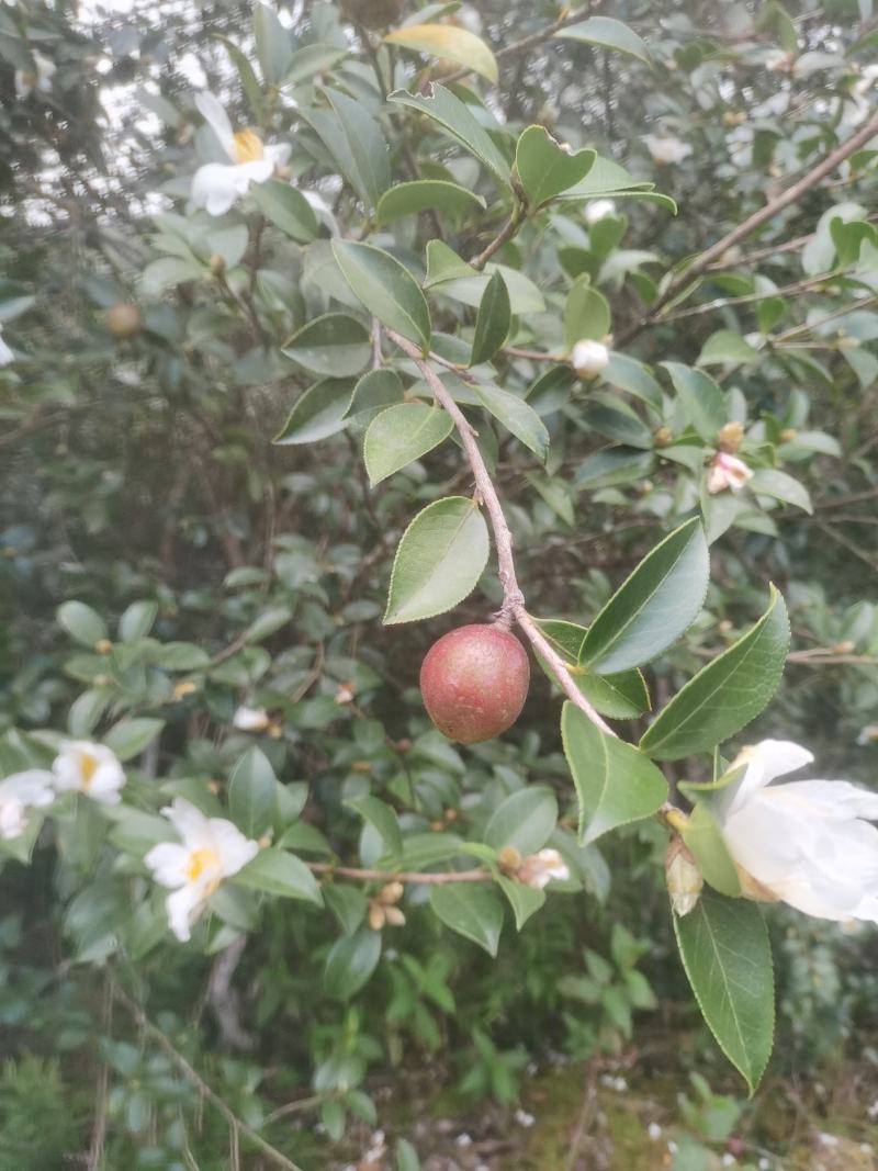 白花油茶鲜果