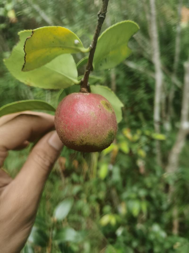 白花油茶鲜果