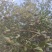 白花油茶鲜果