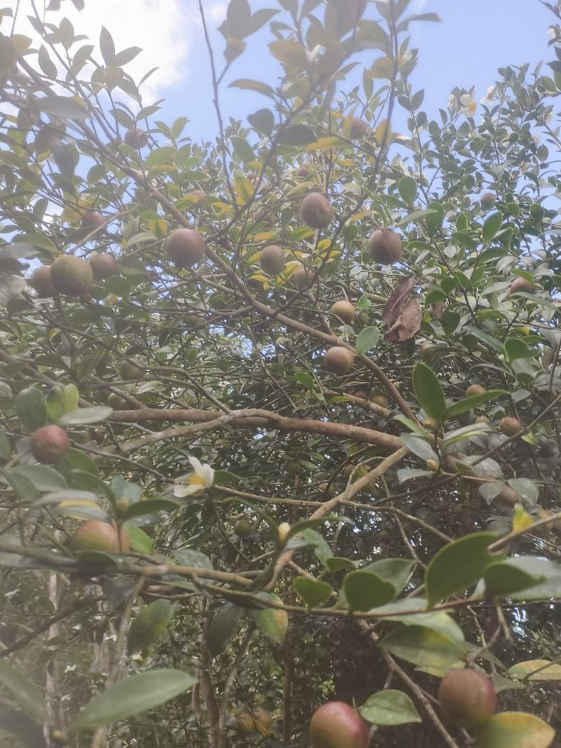 白花油茶鲜果