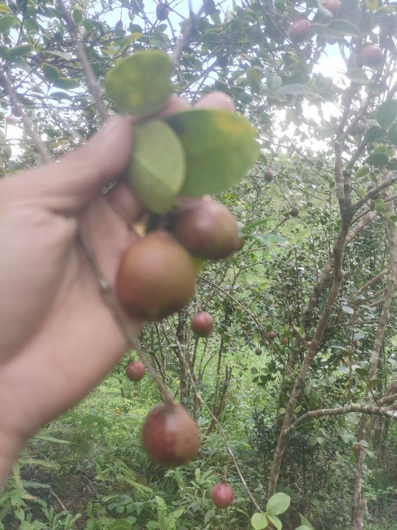 白花油茶鲜果